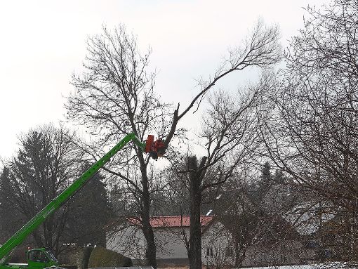 Mit großem Gerät fällt eine Fachfirma am Montag einen großen Baum in Böhringen. Foto: Schwarzwälder-Bote