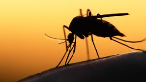 Wie gefährlich sind Stechmücken?