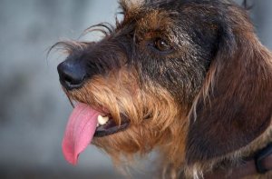 Ein Mischling aus Dackel und Pudel hat am Mittwoch in Herrenberg echte Wachhund-Qualitäten bewiesen. Foto: dpa/Symbolbild