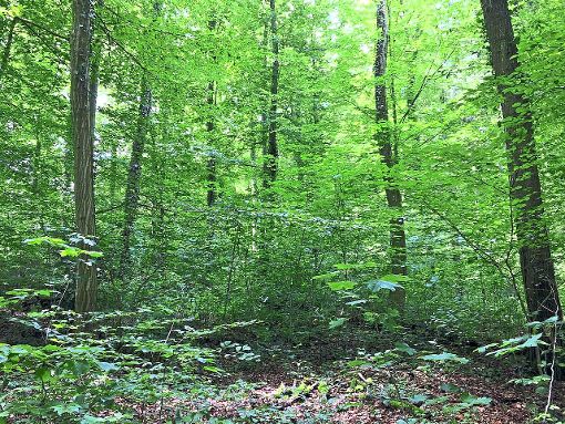 Künftig könnte, als Reaktion auf die Klage gegen das Land Baden-Württemberg, ein eigener Forstbetrieb der Stadt Rottenburg die Pflege der Wälder und den Holzverkauf übernehmen.  Foto: Rath Foto: Schwarzwälder-Bote