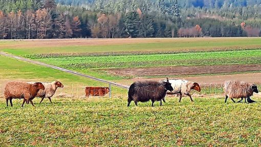 Schafe der Schäferei Mauch trotten geruhsam über die  Hochebene von Empfingen Foto: Schwind