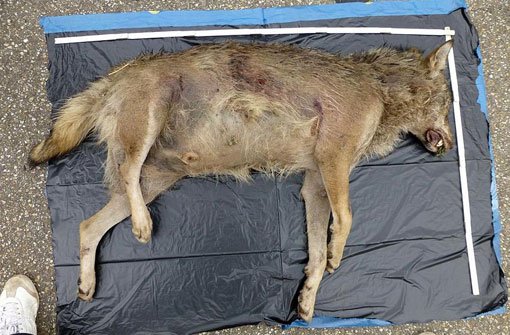 Ein Wolf? Dieses tote Tier wurde an der A5 bei Lahr gefunden. Foto: FVA/dpa
