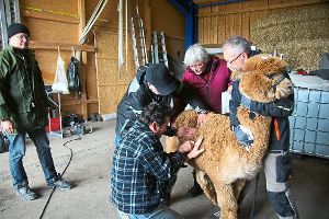 Viele Hände und internationale Experten für die Herdbuchprüfung: Die Ringinger Alpakas wurden genau untersucht.   Foto: Rapthel-Kieser