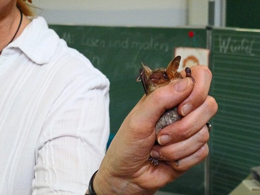 Möttlinger Grundschüler erfuhren viel über die Fledermaus. Foto: Schule Foto: Schwarzwälder-Bote