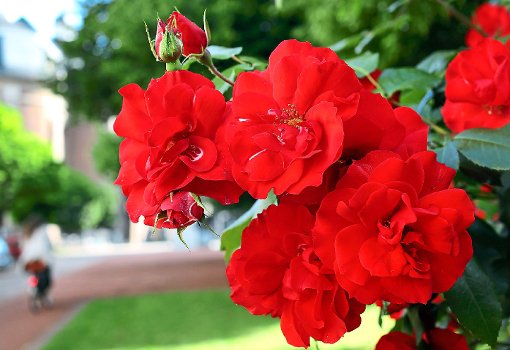 Im nächsten Jahr soll es auch im Rosenfelder Rosen- und Skulpturengarten blühen. Foto: Gerten
