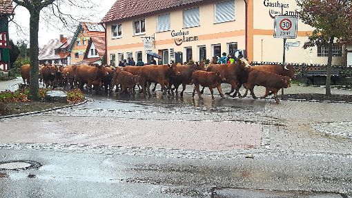 Von Herdentrieb und Futterdrang geführt, eilen die Rinder durch Bickelsberg gen Winterquartier. Foto: May Foto: Schwarzwälder-Bote