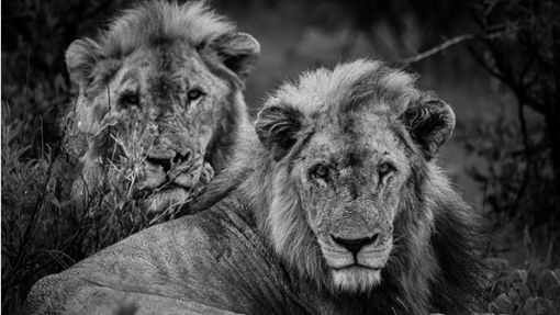 Zwei Löwenbrüder liegen gemeinsam in der Savanne. Foto: Niels Keck