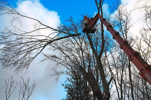 Ast fällt! – in luftiger Höhe werden Gefahr bringende Baumteile aus dem Hubsteiger heraus abgesägt. Foto: Schwarzwälder-Bote