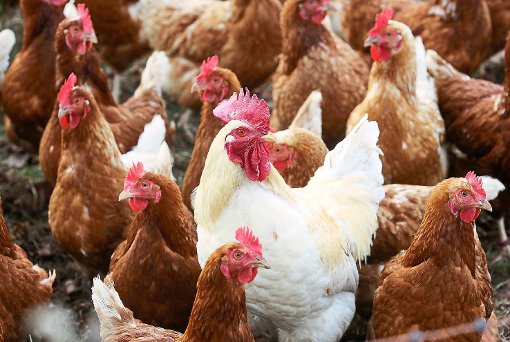 Seit gestern gilt in Baden-Württemberg  eine Stallpflicht auch für Hühner. Foto: Weihrauch
