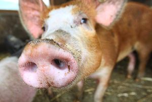 Schweinehalter beschweren sich im Zollernalbkreis. Foto: sb