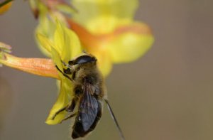 Für Bienen tödlich, für Menschen ungefährlich ist die amerikanische Faulbrut.  In Tuningen und Furtwangen ist sie ausgebrochen.  Foto: dpa