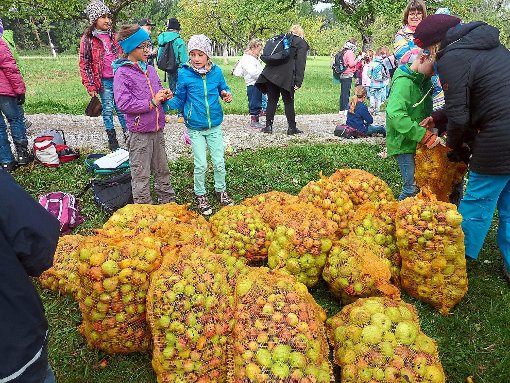 Die Grundschule Stetten setzte ihr Apfelprojekt fort und sammelte Äpfel für annähernd 1000 Liter Saft.  Foto: Bob Foto: Schwarzwälder-Bote