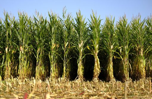 Die Bauern in Brigachtal erwirtschaften 20 Prozent weniger beim Anbau von Mais. Foto: Pixabay