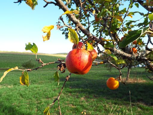Zweige mit saftigen Äpfeln  sind in den Obstanlagen dieses Jahr nicht  viele zu finden. Foto: Schnurr