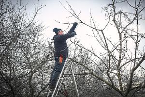 Ein Pflegeschnitt kann auch alte Bäume wieder beleben. Foto: Fritsch Foto: Schwarzwälder-Bote