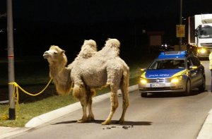 Ihre neugewonnene Freiheit wollten sich zehn Kamele in Weil der Stadt nicht so leicht wieder nehmen lassen.  Foto: dpa