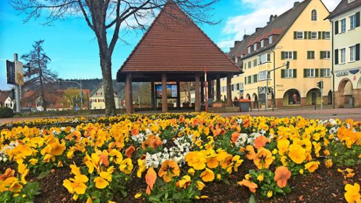 Auf dem Marktplatz zeigt sich eine Blütenpracht in leuchtendem Gelb und Orange. Foto: Schwark