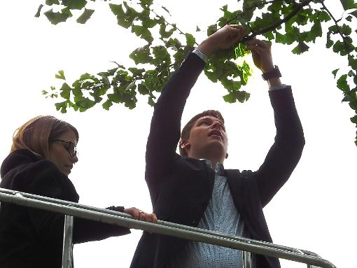 Rebecca und Fabian Kaiser brachten am Gingko-Baum das erste Kleeblatt an. Foto: Stocker Foto: Schwarzwälder-Bote