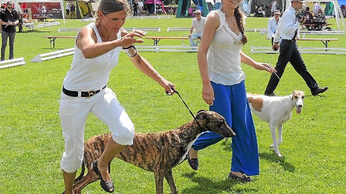 Windhundfestival übertrifft Erwartungen