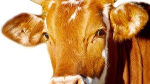 Kühe beschlagnahmt: Landwirt kritisiert Veterinäramt