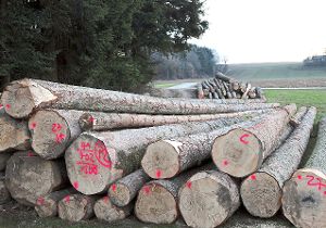 Das Verbot des gemeinsamen Holzverkaufs aus Staats-, Kommunal- und Privatwäldern hat das Oberlandesgericht Düesseldorf  bestätigt.  Archiv-Foto: Ade Foto: Schwarzwälder-Bote
