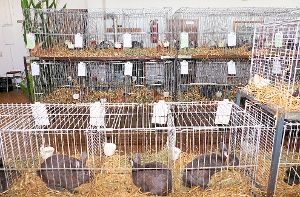 Die Wildberger Kleintierzüchter stellten rund 270 Tiere aus.  Foto: Stadler Foto: Schwarzwälder-Bote