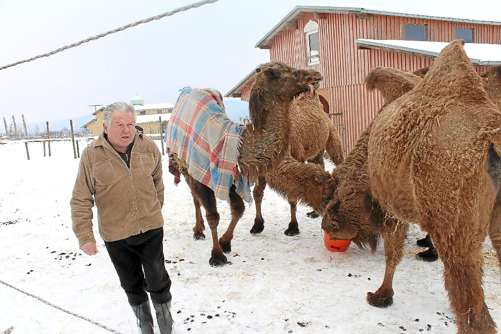 Wilhelm Breitling füttert die überlebenden Tiere. Wie es mit dem Kamelhof weitergeht ist ungewiss.