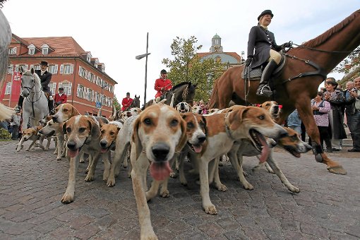 Schnüffel, schnüffel: Die Hunde des Schleppjagdvereins von Bayern sind am 22. September wie im Vorjahr beim Reitturnier-Festumzug dabei.   Foto: Maier Foto: Schwarzwälder-Bote
