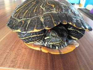 Michaela Kluge aus Empfingen hofft, dass sich der Besitzer der bei ihr abgegebenen Rotwangenschildkröte (Foto) bald bei ihr meldet.  Foto: Kluge