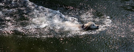 Im Schömberger Stausee verboten: Hunde dürfen  nicht baden. Foto: Hildenbrand
