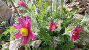 Pflanzen wie die Küchenschelle auf dem Bild im Garten von Valerie Broghammer können beim Tag der offenen Gärten in Gechingen bewundert werden. Foto: Broghammer