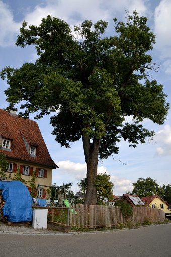 Eine Esche in Deißlingen ist krank und kann nicht mehr gerettet werden.  Foto: Reinhardt Foto: Schwarzwälder-Bote