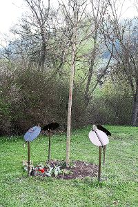 Das neu angelegte Grabfeld unter einem Gemeinschaftsbaum auf dem Friedhof in  Weilersbach: Hier sind Urnenbeisetzungen möglich. Foto: Preuß Foto: Schwarzwälder-Bote