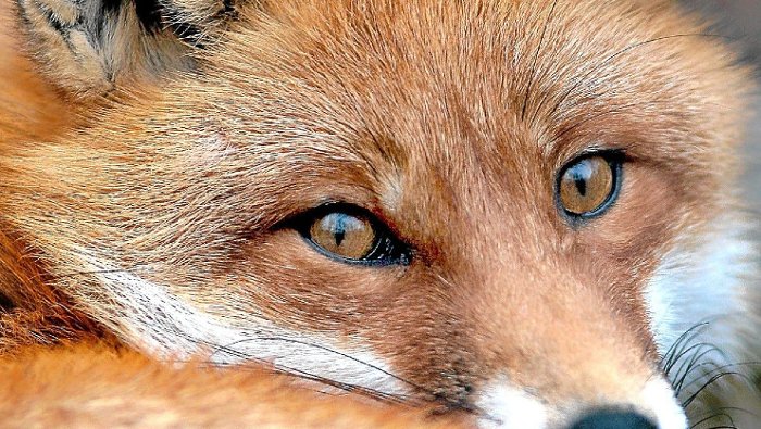 Fuchs breitet sich aus