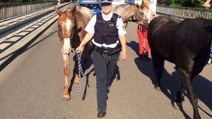 7. August: Polizei fängt ausgebüxte Pferde ein