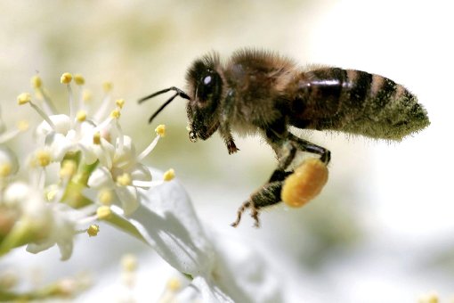 Eine Einführung in die Welt des Honigmachens gab Wilfried Minak in der jüngsten Hauptversammlung der Imker. Foto: Della Bella Foto: Schwarzwälder-Bote
