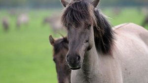 7. Juni: Pferde und Ponys vor Feuer gerettet 