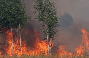 Ein Feuer auf rund fünf Hektar Waldfläche hat die Feuerwehr in Altbach am Mittwoch auf Trab gehalten. Foto: dpa/Symbolbild