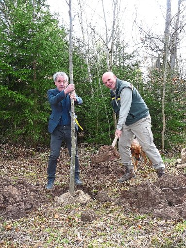 Clemens Götz (links) und Jürgen Martinek pflanzten im Unteren Wald in Althengstett  eine Winterlinde, den Baum des Jahres 2016.  Foto: Selter-Gehring Foto: Schwarzwälder-Bote