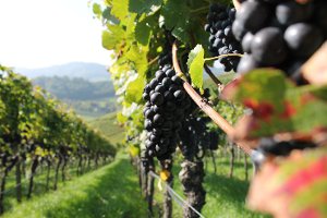 Der Weinanbau  steht  am 10. Juli im Mittelpunkt in Gutach.  Foto: Badischer Weinbauverband Foto: Schwarzwälder-Bote