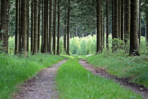 Ein neuer Waldweg soll gebaut werden. Symbolfoto: pixabay Foto: Schwarzwälder-Bote