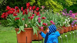 So lief das Tulpenfest im Lahrer Stadtpark
