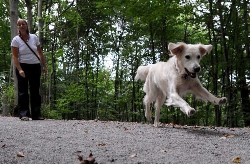 Hunde sollten nicht ohne Begleitung frei herumlaufen. Foto: dpa