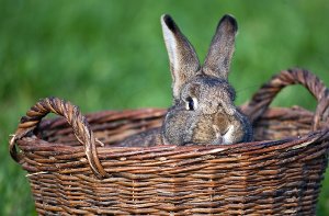 550 Kaninchen wurden bei den Eutinger Kleintierzüchtern  jetzt gegen den RHD2-Virus geimpft. Foto: dpa-Zentralbild