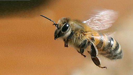 Eine Biene im Flug Foto: Wolfgang Kumm/dpa