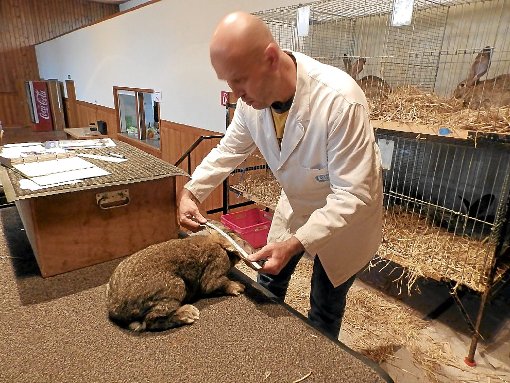 Der Preisrichter Wolfgang Pilz nahm bei der Kaninchenbewertung jedes Tier genau unter die Lupe um so die Vereinsmeister zu ­ermitteln.  Foto: Bieberstein Foto: Schwarzwälder-Bote