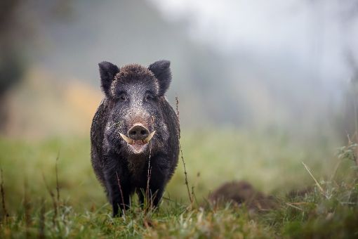 Wildschweine werden zum echten Problem. Foto: natureimmortal/Fotolia.com