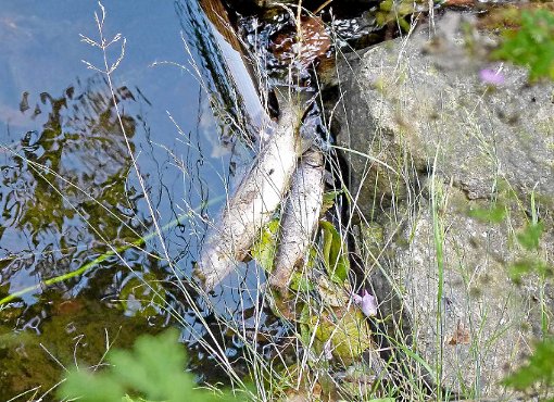 Eine Störung der Kläranlage Deißlingen hat im Mai zu einem Fischsterben im Neckar geführt. Jetzt will der Abwasserzweckverband Umweltsünder aufspüren. Foto: Haas