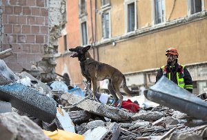Auch nach dem verheerenden Erdbeben in Mittelitalien werden Hunde bei der Suche nach Verschütteten eingesetzt. Foto: Percossi