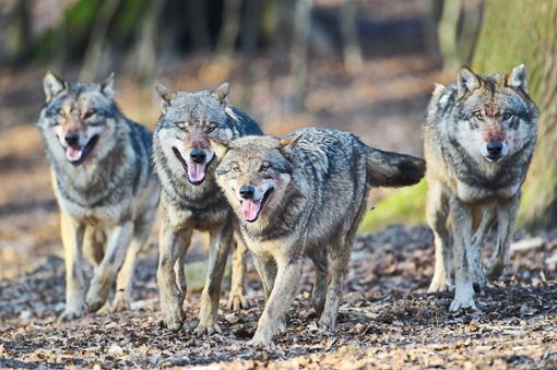 Gibt es bald auch in Baden-Würrtemberg Wolfsrudel? Viele Nutztierhalter befürchten das, seit die erste Wölfin im Land bestätigt wurde. (Symbolbild) Foto: Rolfes/DJV